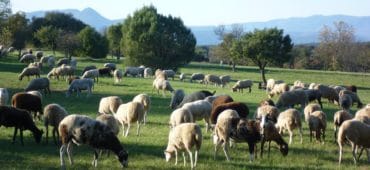 Moutons dans un champs. Photo : CCGPSL