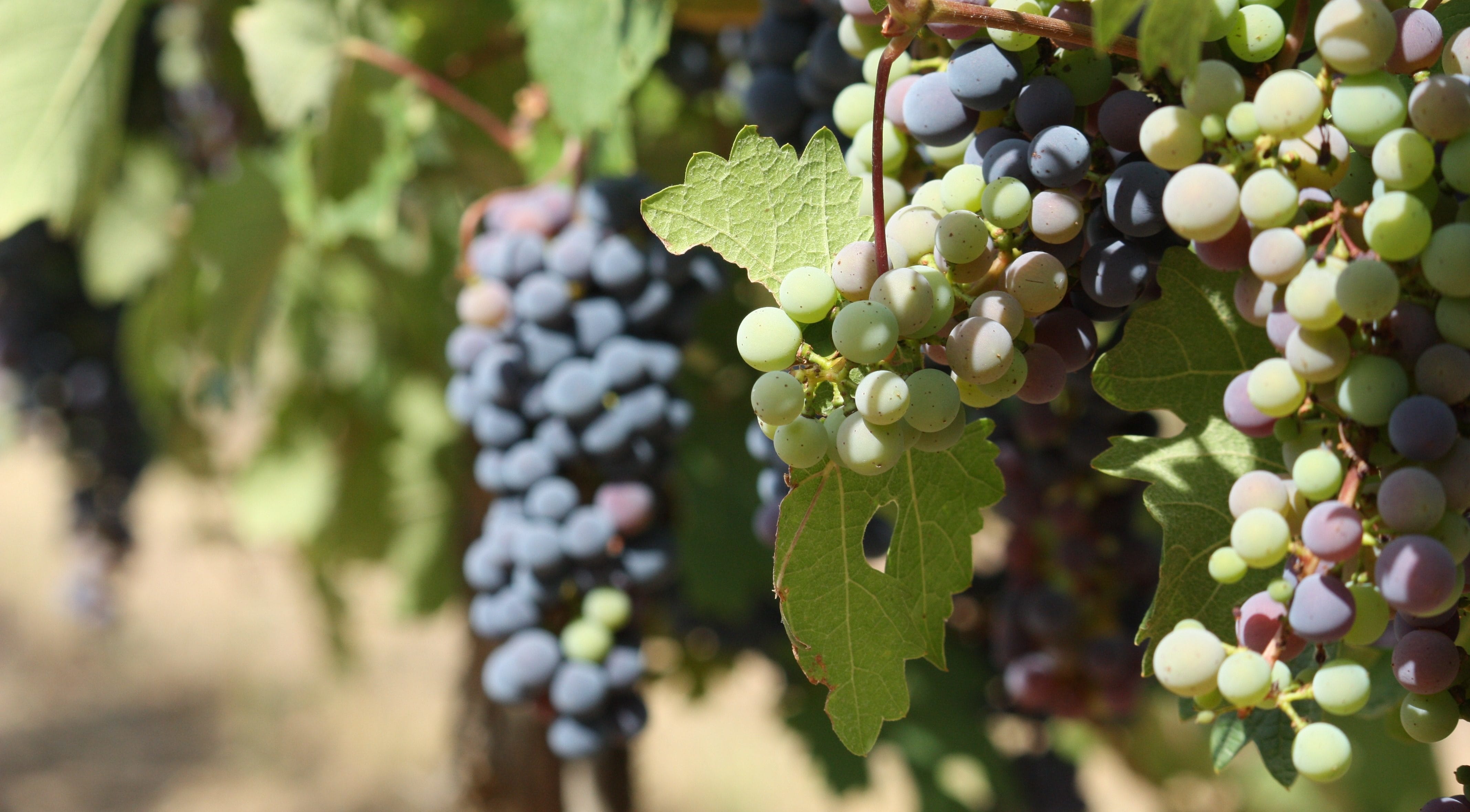 Vigne et raisin à Vacquières. Photo : Christophe Colrat