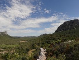 Balade Vins et Saveurs : Pic Saint-Loup