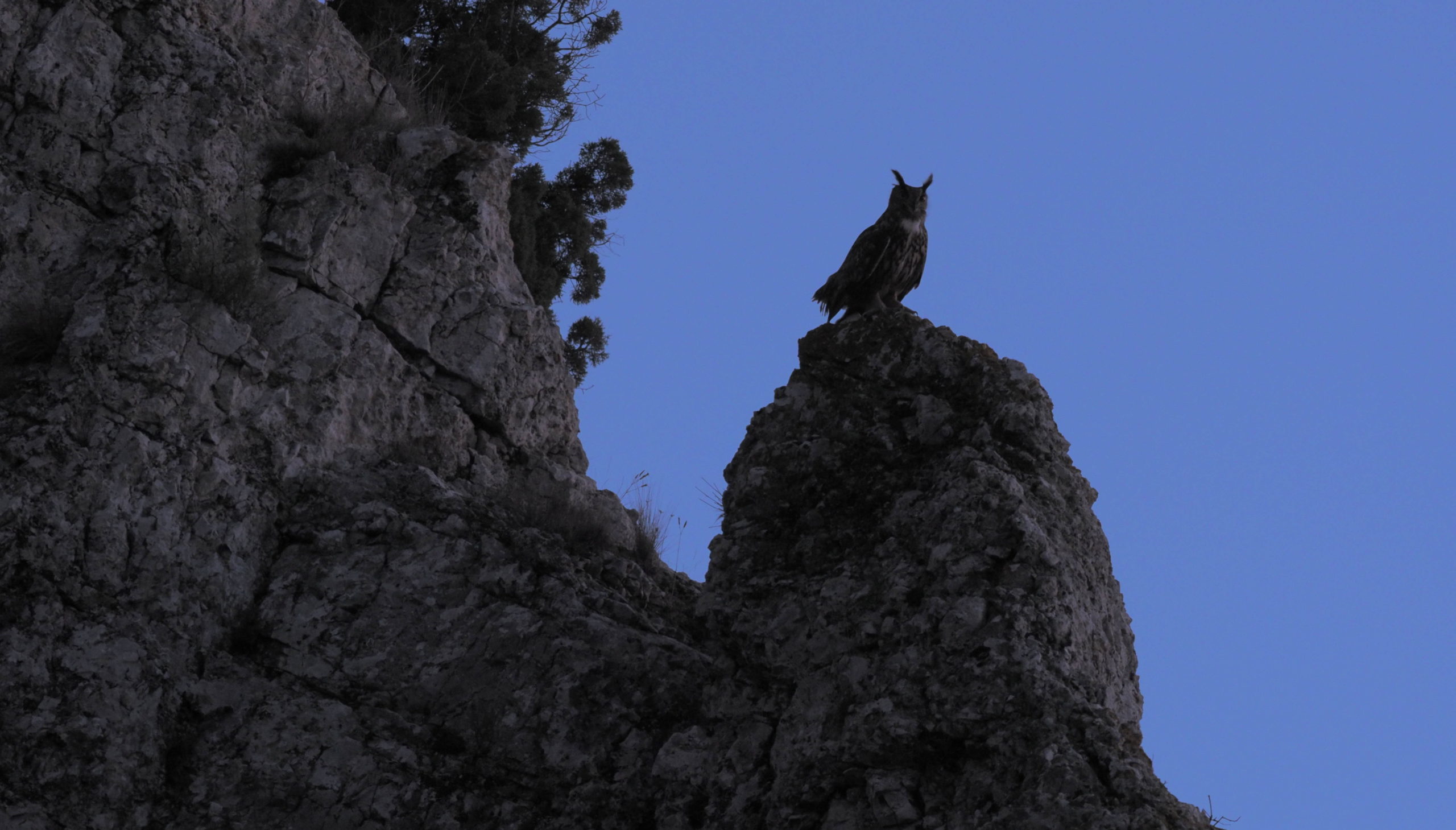 Le Grand-duc d'Europe. Photo : Denis Buhot