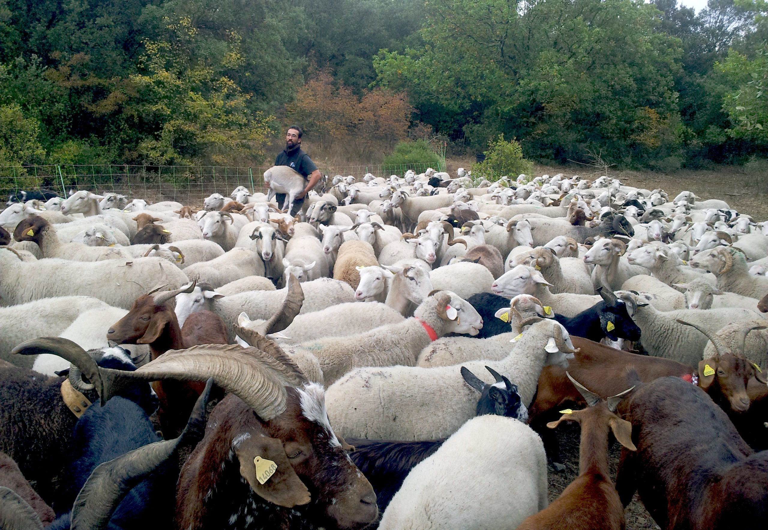 Patrick Mayet et son troupeau. Photo : Thierry Alignan