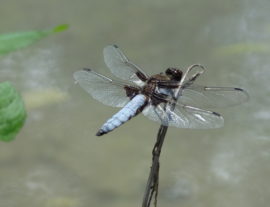 Expé naturaliste : libellules et papillons