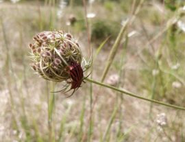 Expé naturaliste : botanique