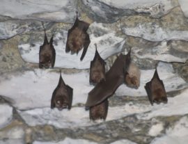 Expé naturaliste : chauves-souris