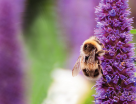 Fête des abeilles