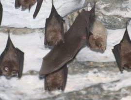 Expé naturaliste : chauves-souris