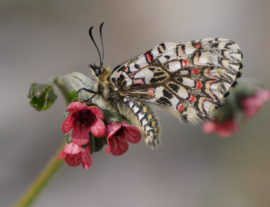 Expé naturaliste : prairies humides et papillons