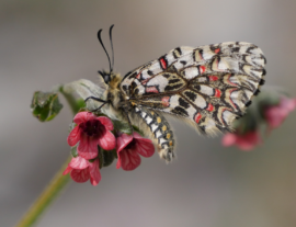 Expé naturaliste : prairies humides et pollinisateurs