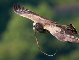 Expé naturaliste : oiseaux des garrigues et des falaises