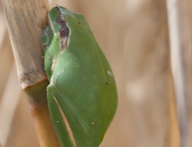 Expé naturaliste : mares et amphibiens