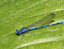 Expé naturaliste : odonates des rivières 2026