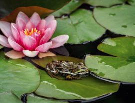Expé naturaliste : flore et milieux humides 2026
